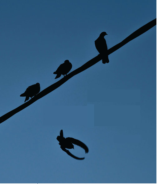 Kangë në vete (Migjeni: poetika e prozës së shkurtër) | Eljon&nbsp;Doçe